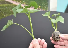 Doordat Decock Plants jonge planten in paperpots leverd heeft de kweker minimaal 20% meer opbrengst dan met onbeworteld stek.